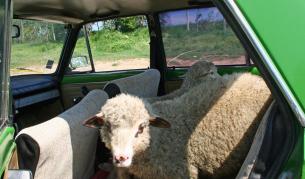 Найденов: Кооперирайте се за агнешко по Великден