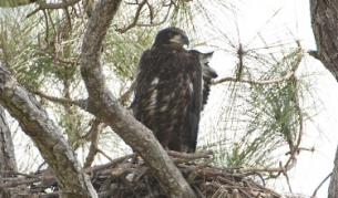 Да си с орлите денонощно