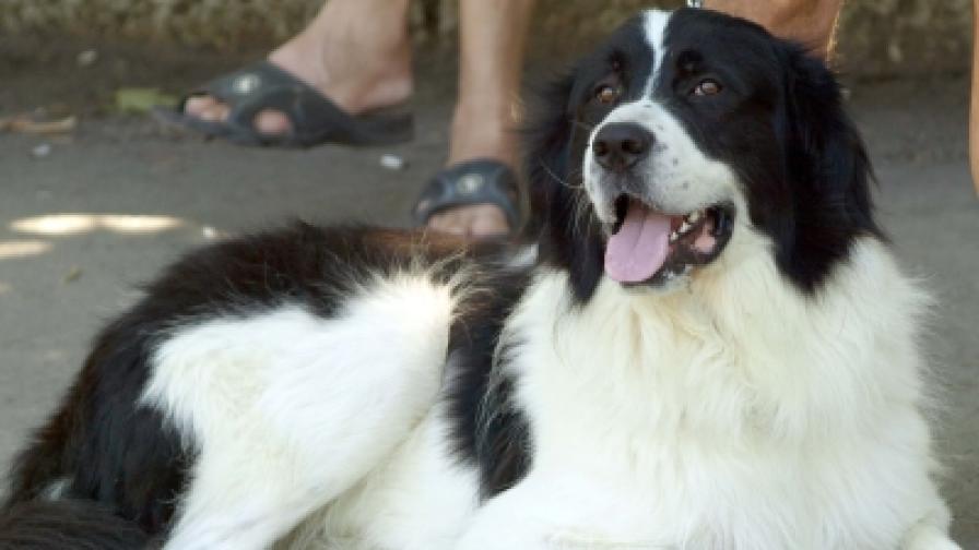 Гордостта на българското овчарско куче