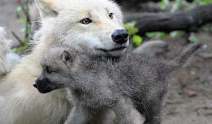 Защо са ни нужни опасните големи хищници