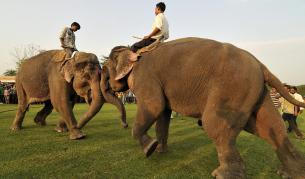 Животните, които са воювали до хората
