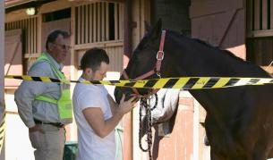 Опасност за хората: За пръв път смъртоносен вирус и в куче