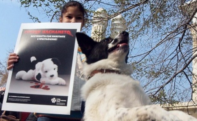 Прокуратура се самосезира за осакатеното във Варна кученце
