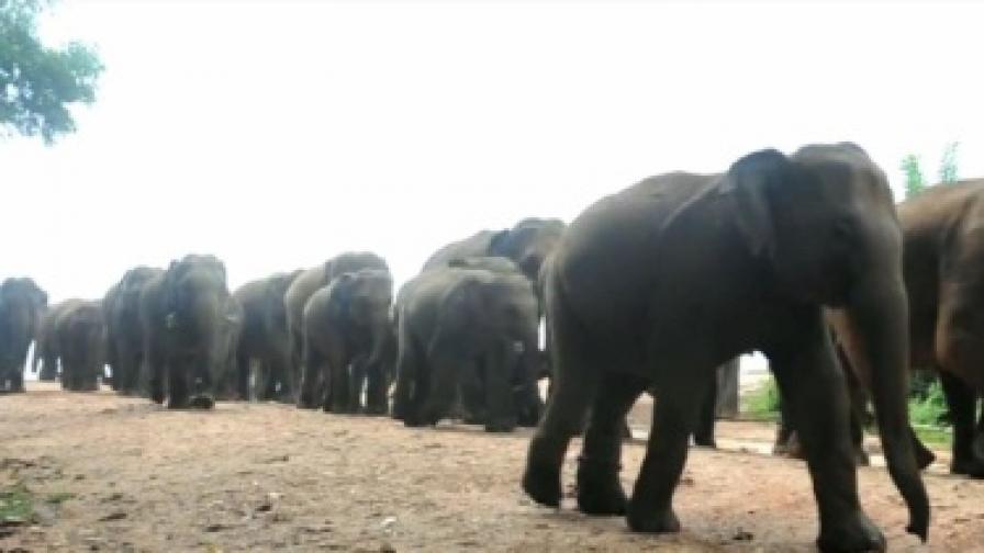 4 хил. души броят слонове в Шри Ланка