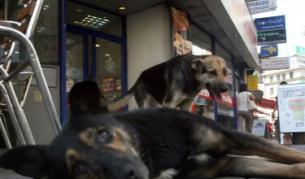 Изгладнелите глутници на България