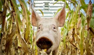 Коранът забранява на мюсюлманите да ядат месо от прасе, което те смятат за нечисто животно