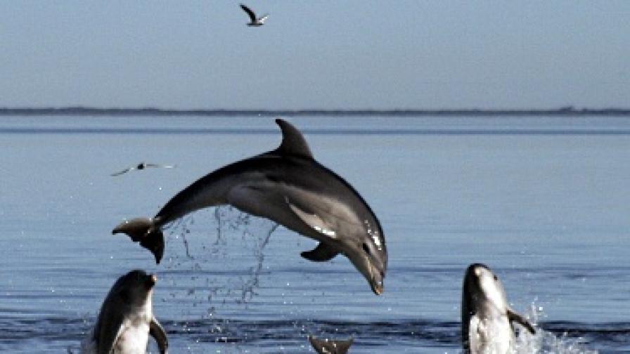 На снимки, разпространени от австралийските учени, се виждат делфините от новия вид