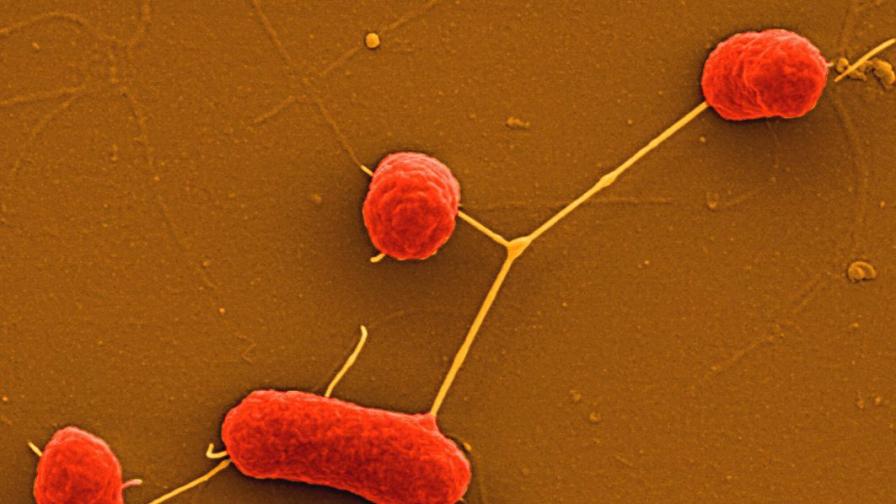 Зъл научен гений? Тайни послания в Е.коли