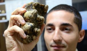 Показват зъби на праисторически слон във Варна