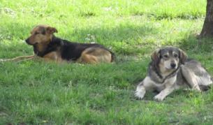 100 лв. глоба, ако не чистиш след домашния любимец