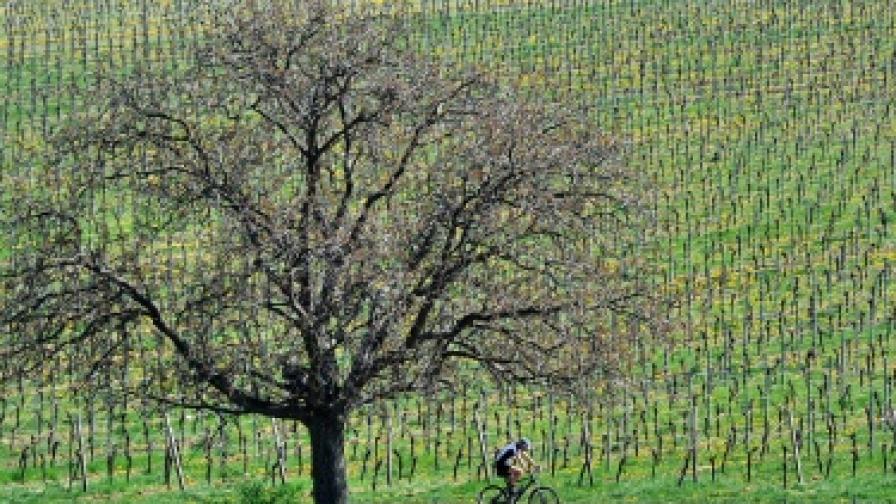 Кой краде гроздето на германските винопроизводители?