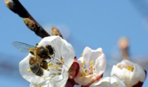 През 2012 г. ЕС стартира пилотна програма за наблюдение на здравето на пчелите