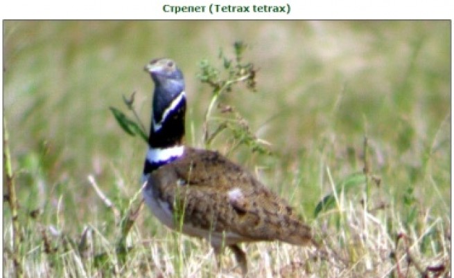 Изчезнала преди 10 г. птица се появи в България
