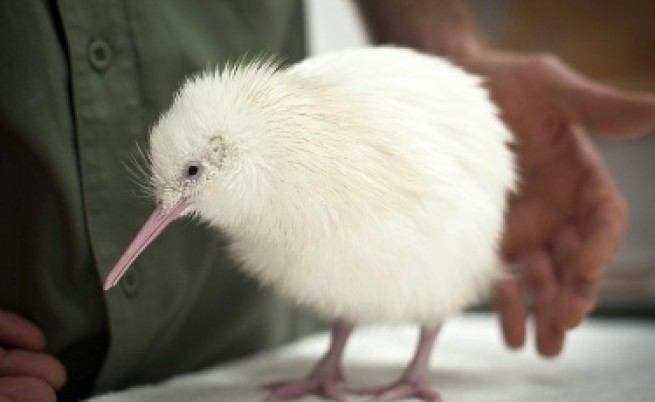 Второ бяло киви се роди