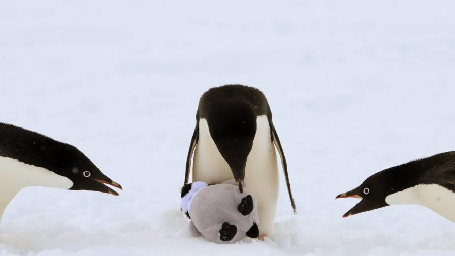 Германската полиция спаси плюшен пингвин