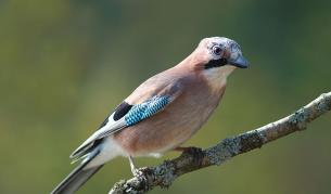 Luc Viatour (Wikipaedia), под лиценз Криейтив комънс Признание - Споделяне на споделеното 3.0