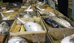 Сурова риба треска