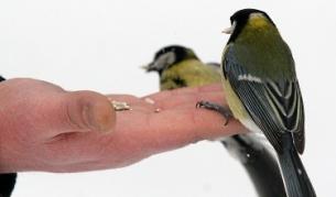 Кой е новият символ на София