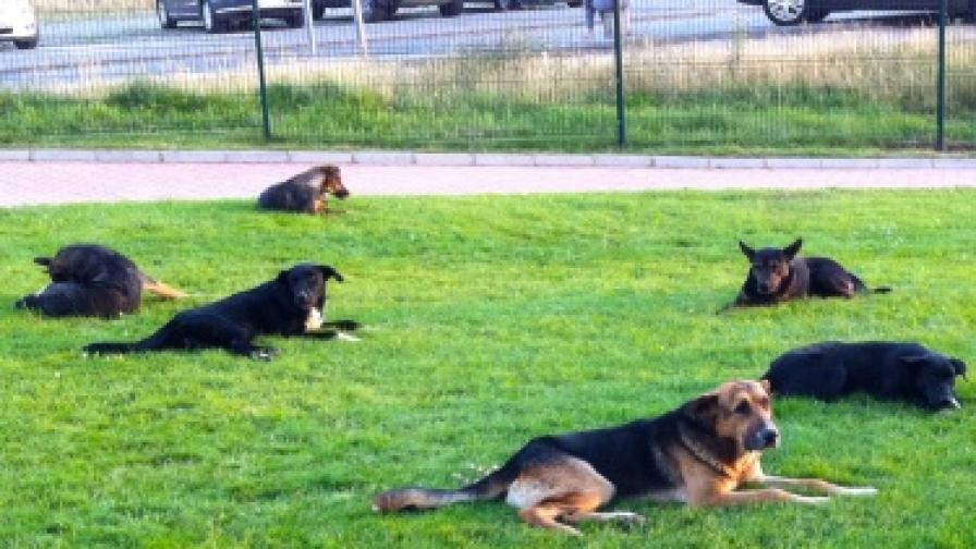 Увеличават ловците на кучета в София до осем