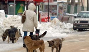 Фандъкова: Няма да отстъпя за агресивните кучета