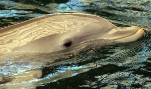 Симпатичните делфини се превърнаха в напаст за черноморските рибари