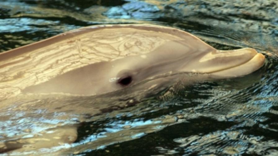 Симпатичните делфини се превърнаха в напаст за черноморските рибари