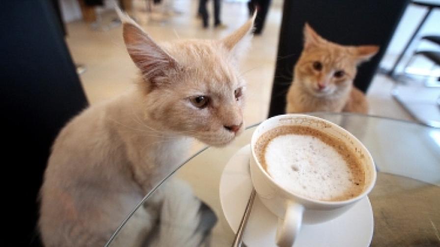 Котки ще посрещат хора в кафене