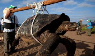 Самотния Джордж