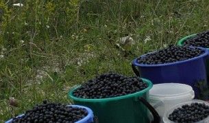 Кметът на Трън се опитва да върне роми от Швеция