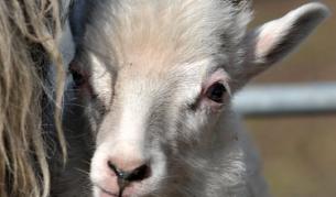 Овцете не се държали като овце