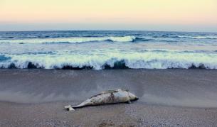 Пак жестоко убит делфин на плажа "Корал"