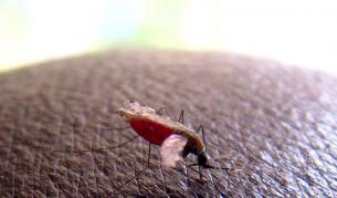 Болестта  се предава от заразени комари