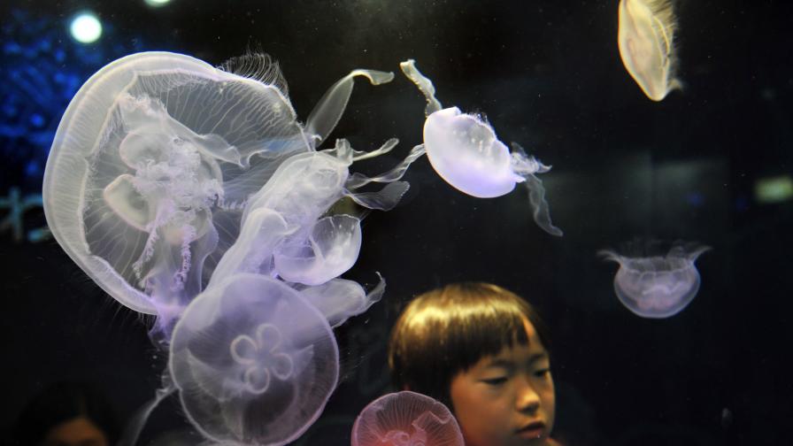 Нашествие на медузи край Корейския полуостров