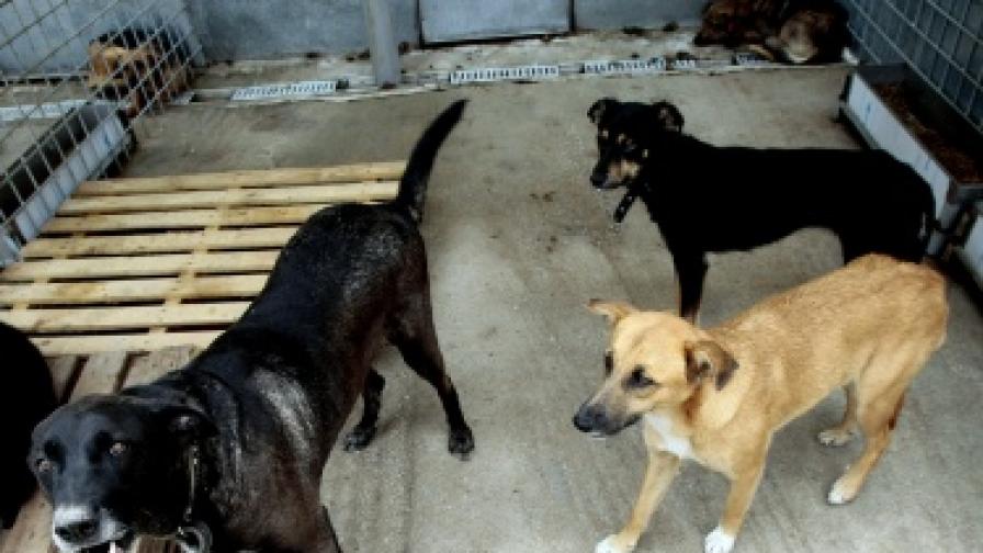 Прибират масирано улични кучета в София от началото на ноември