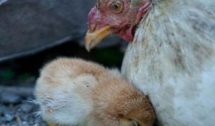 Пиян американец уби инцидентно 70 хил. кокошки 