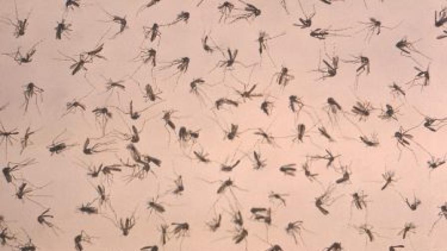 Комари, подложени на лабораторен анализ в САЩ