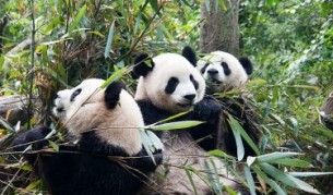 Панди близнаци се родиха във Виена