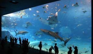 Най-голямото морско чудовище вече има име