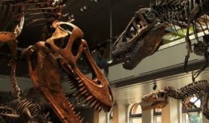 Разкриха един от брачните ритуали при динозаврите