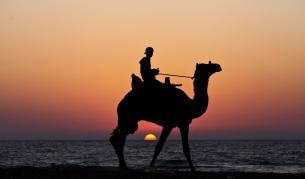 Изненада! Камилите идват от Арктика