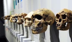 Еволюцията може да е обратим процес?