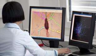 Откриха как да направят мозъка прозрачен