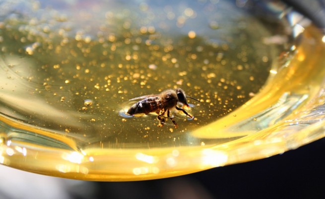 България ще забрани опасни за пчелите пестициди
