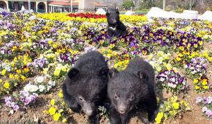 Глобалното затопляне намалява подходящите места за живот на една трета от животните