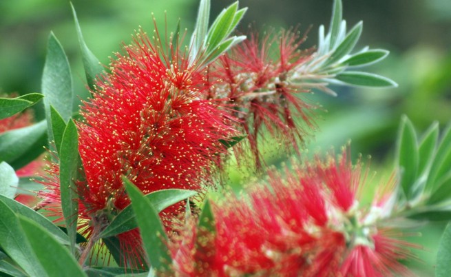 Нови редки растения в Балчик