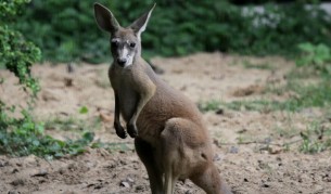 Кенгуру избяга от софийски цирк