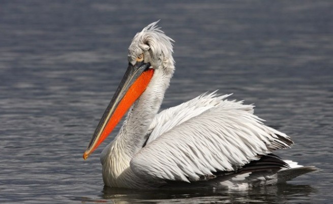 Къдроглавият пеликан - птица-символ на река Дунав