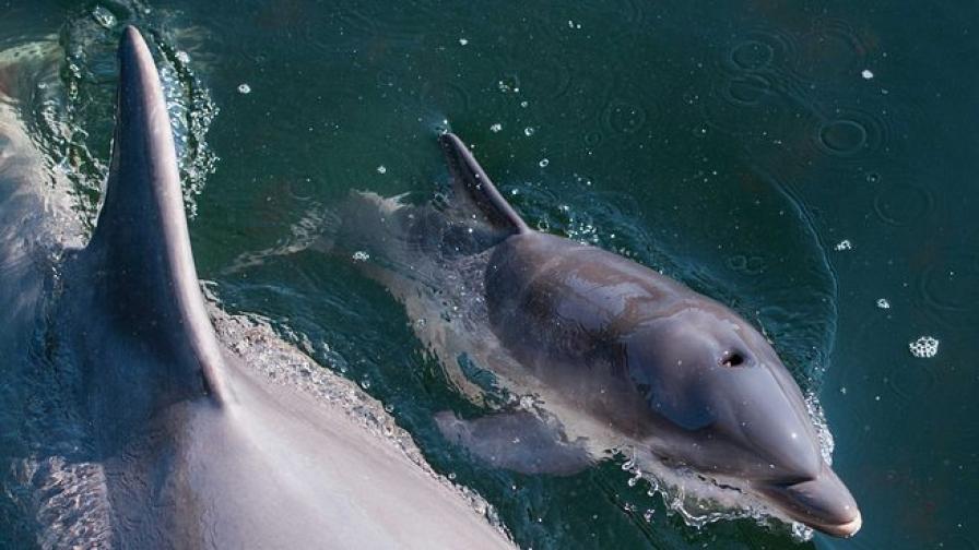 Мор на делфини в САЩ