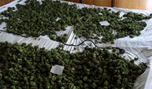 Плантация с канабис откриха в пазарджишко село