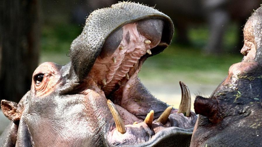 Как хипопотам успява да избяга от зоопарк